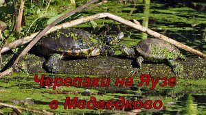Черепахи красноухие и болотные на Яузе. 2022.09.18. mov