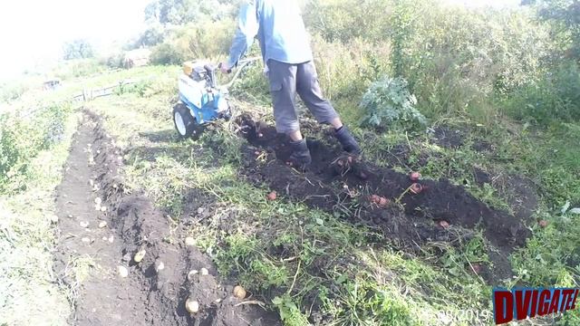 Коп картошки на стандартных колесах Нева мб23 смотреть онлайн