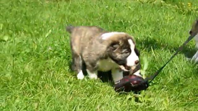 щенки от Шохрата и Эбони девочки 2 смотреть онлайн