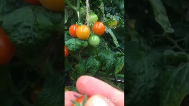 ?Спагетти из кабачков в соусе «Тысяча островов»??? #здоровье #raw #vegan #food #salad #рецепт смотреть онлайн