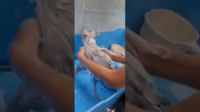 Экспресс-линька для кота