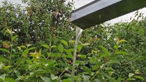 В ДОМЕ НА КУБАНИ?  СТОРОЖ НА СТРАЖЕ  ЛИВЕНЬ⛈