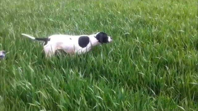 Икиладнас Гранд. Английский пойнтер. смотреть онлайн