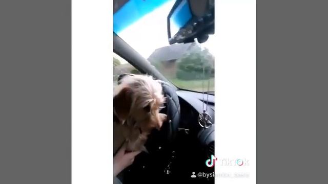 Снежа