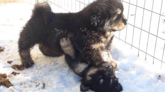Как малыши тибетского мастифа реагируют на снег смотреть онлайн