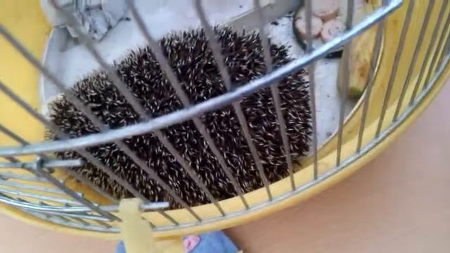 Ёжик смотреть онлайн