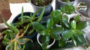 Домашние комнатные растения которые нашла на мусорке