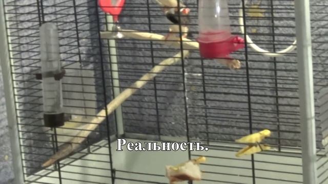 Амадинчик идет в гости смотреть онлайн