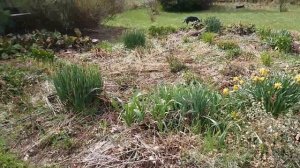 Как создать непрерывно цветущую клумбу.