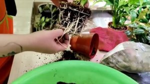 Филодендрон АТОМ: все самое полезное!