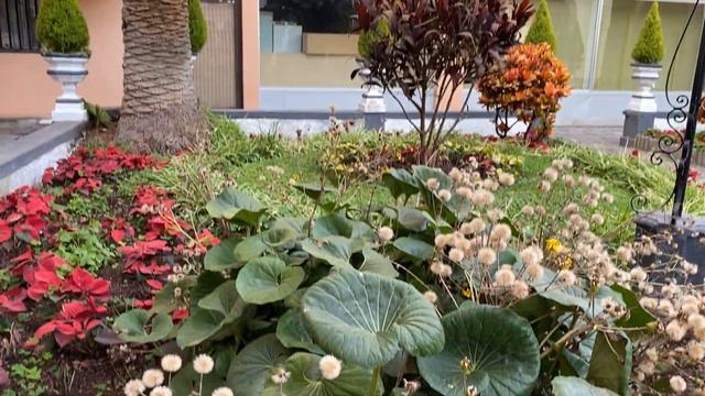 Прогулка по городу Пуэрто де Ла Круз . Остров Тенерифе . Канарские острова. смотреть онлайн