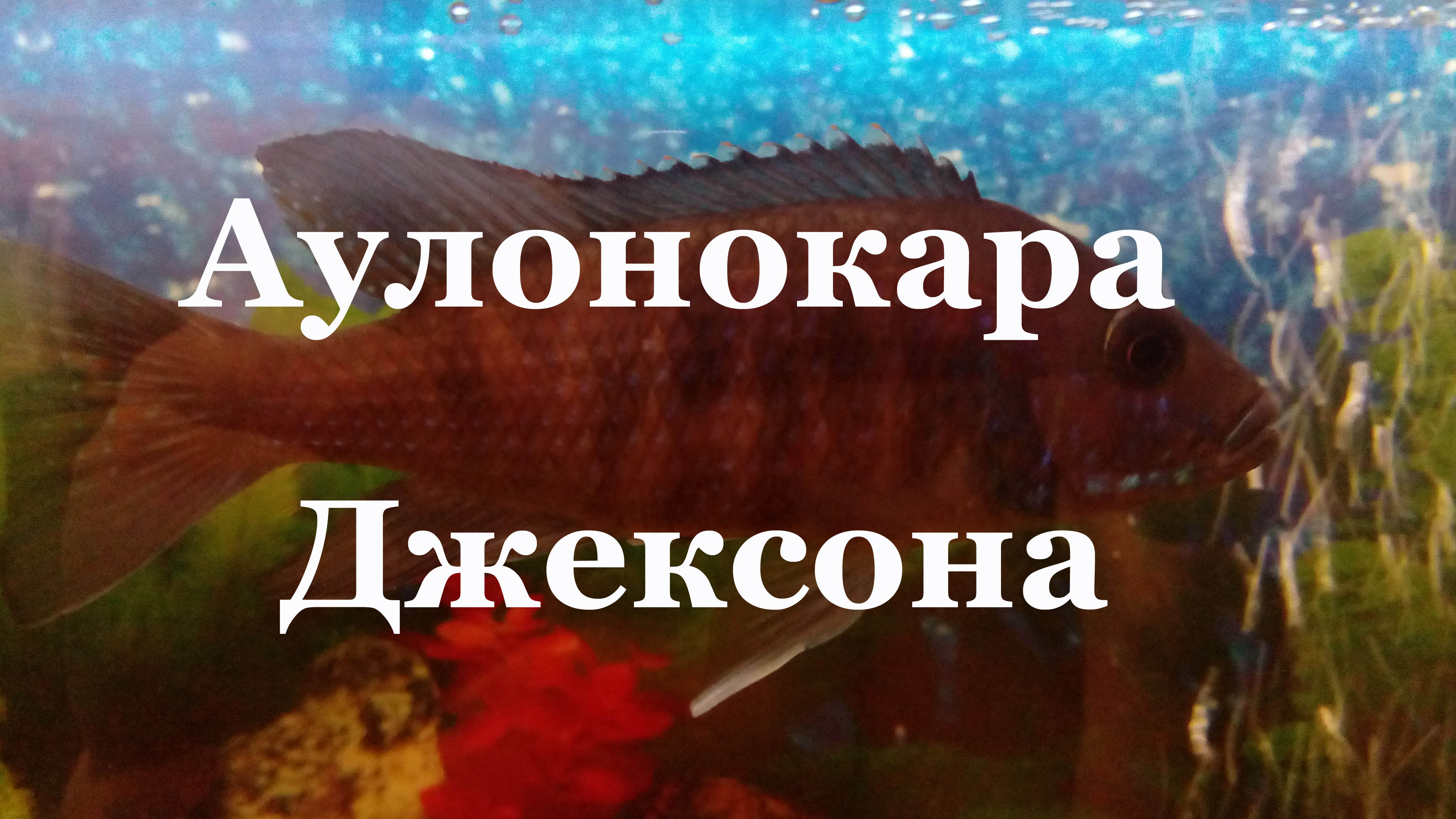 Хаплохромис васильковый (василек): повреждение роговицы глаза, лечение