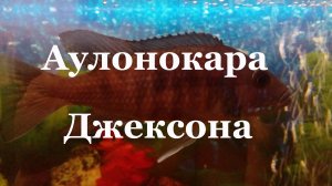 Хаплохромис васильковый (василек): повреждение роговицы глаза, лечение