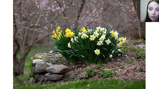 Вебинар "Нарциссы" смотреть онлайн