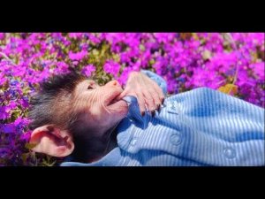 Как отдыхает в Тайгане маленький гамадриленыш Люська