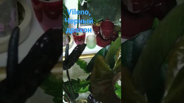 "Черный дракон" смотреть онлайн