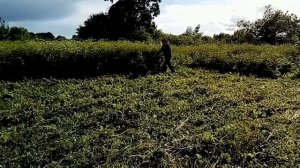 Делаем переезд через канаву, косим траву косилкой пахарь. Июль в Новгородской 2022 г