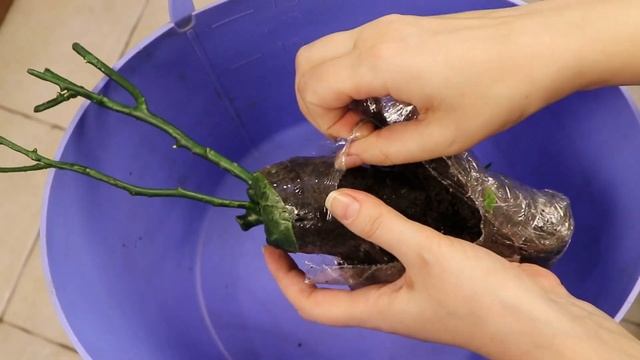 Розы патио. Розы из коробки. Что с ними делать? смотреть онлайн