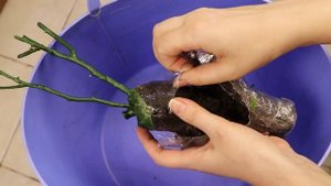 Розы патио. Розы из коробки. Что с ними делать?