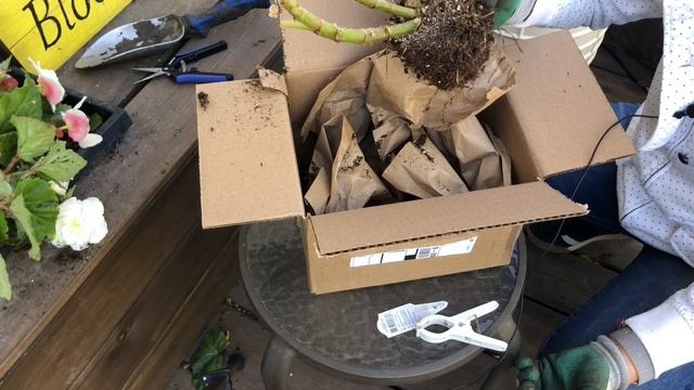 Begonias: How to Prepare and Store them for Winter смотреть онлайн