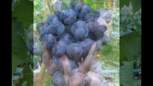 ВИНОГРАД МАЛЬВИНА. МАВР. ЯБЛОЧНЫЙ