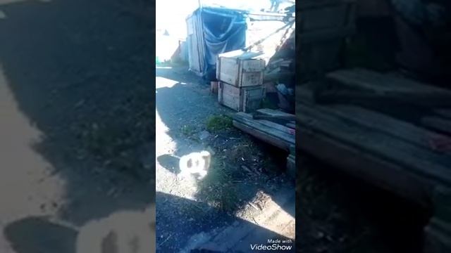 АЙКА и дерево смотреть онлайн