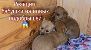 Реакция бабушки на подобраных в мороз щенят. Как чувствует себя Кузя?!