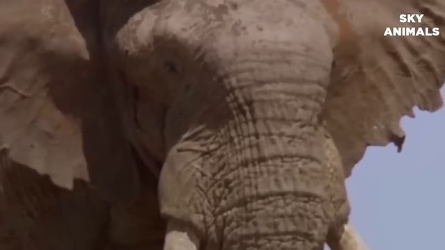 King Cobra Vs Elephant Real Fight! King Cobra Attack Baby Elephant! Most Amazing Attack of Animals смотреть онлайн