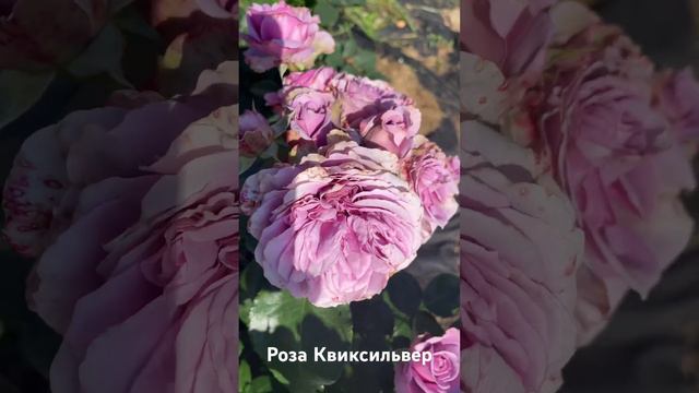 Роза Квиксильвер/rose Quicksilver #розарий #розы #садоводство #цветы #roses