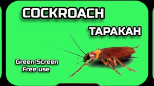 ТАРАКАН видео Green Screen футаж. ХРОМАКЕЙ АНИМАЦИЯ на зелёном фоне.