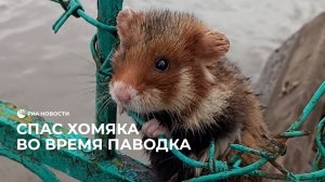 Спас хомяка во время паводка