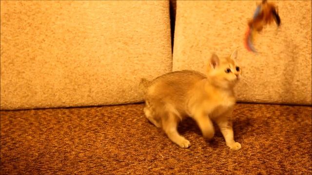 Британская золотая тикированная кошечка ny25. Питомник Greycat www.grey-cats.ru