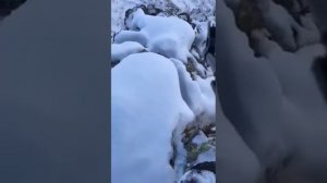 Охота на горного барана