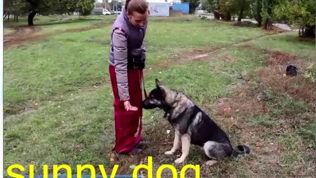 Самоконтроль послушание если пес отвлекается Выдержка собака для семьи смотреть онлайн