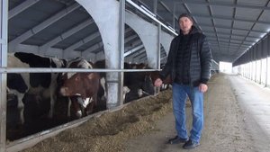 Влажность рациона высокопродуктивных молочных коров в зимний период
