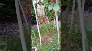 Плетистая роза Симпатия