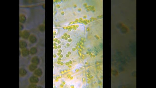 Событие великого окисления смотреть онлайн