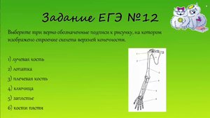 Биология. Разбор 12 заданий ЕГЭ по биологии. Скелет