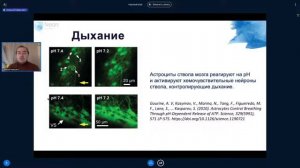 Алексей Паевский. Глия: смена парадигм в нейронауках.