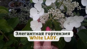 Элегантная гортензия - White LADY.?