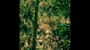 Паша техник группа контейнер