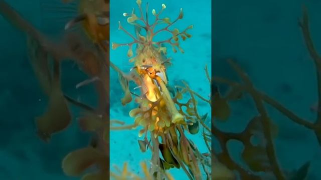 Морской лиственный дракон. смотреть онлайн