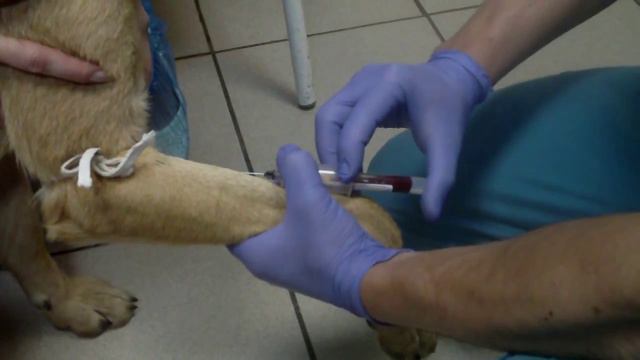 Взять анализ крови достаточно просто, не стоит бояться 720p смотреть онлайн