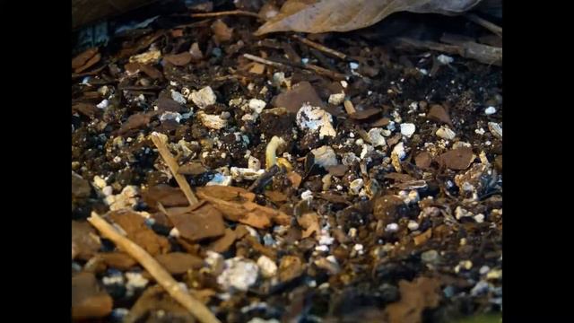 野生可可豆芽如何游戏中时光倒流 / Cupui - theobroma subincanum germination - timelapse - kiełkowanie kakaowca cupui