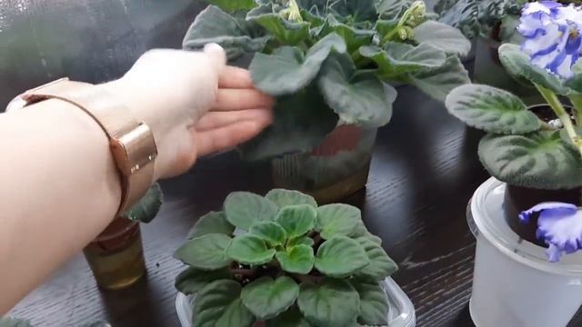 Цветочная комната с сортовыми фиалками в феврале. смотреть онлайн