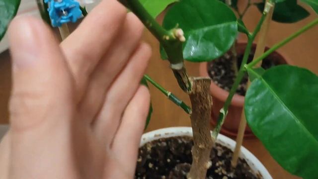 Результат осенних прививок цитрусовых растений смотреть онлайн