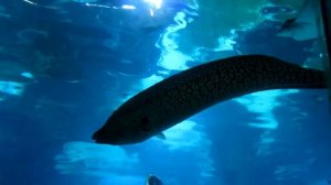 плывущая мурена