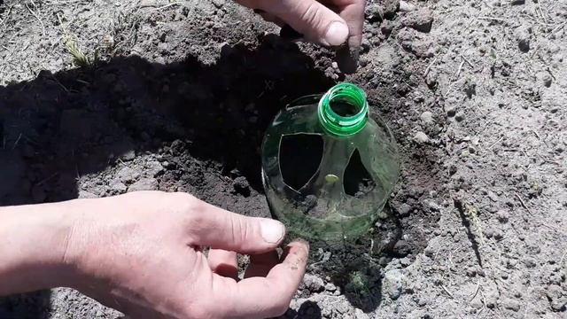 тыква смотреть онлайн