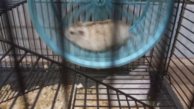 Бедный Богатый хомяк