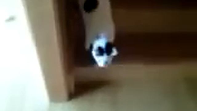 Кота прет))) смотреть онлайн